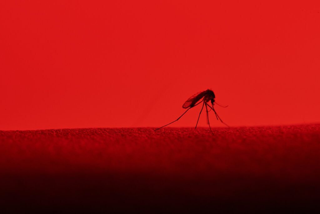 Mosquito productor del Dengue, el Aedes Agypti